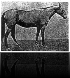 Mekan, buck., 1967 (Kaplan–Makhym) Elite, 8-7-7-5- -, 153-157-174-18.5 Turkmenistan